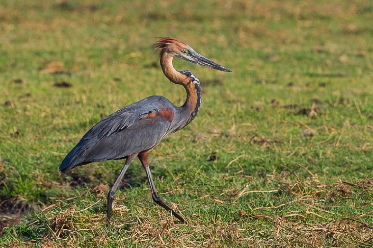 012 Botswana, Chobe NP, reuzenreiger.jpg